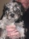 Aussie Doodles Puppies for sale in Las Vegas, NV 89138, USA. price: $1,000