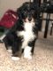 Aussie Doodles Puppies for sale in 416 Carriage Pl Ct, Decatur, GA 30033, USA. price: NA
