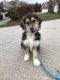 Aussie Doodles Puppies for sale in Chattanooga, TN 37421, USA. price: NA