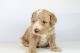 Aussie Doodles Puppies for sale in Greensboro, NC 27404, USA. price: NA