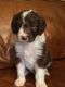 Aussie Doodles Puppies for sale in Hollywood, FL, USA. price: NA