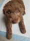 Aussie Doodles Puppies for sale in Richardson, TX 75082, USA. price: $1,000