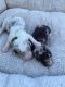 Aussie Doodles Puppies for sale in Finlayson, MN 55735, USA. price: NA