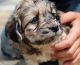 Aussie Doodles Puppies for sale in Abbeville, SC 29620, USA. price: NA