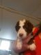 Aussie Doodles Puppies for sale in Rimini, SC 29125, USA. price: NA
