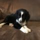 Aussie Doodles Puppies for sale in Covington, KY 41011, USA. price: NA