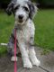 Aussie Doodles Puppies for sale in Richmond Heights, OH 44143, USA. price: NA
