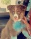 Aussie Doodles Puppies for sale in Lexington, OK 73051, USA. price: NA