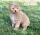 Aussie Doodles Puppies for sale in Orem, UT, USA. price: NA