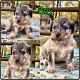 Aussie Doodles Puppies for sale in Stockton, MO 65785, USA. price: $1,500