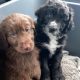 Aussie Doodles Puppies for sale in Cincinnati, OH, USA. price: NA