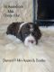 Aussie Doodles Puppies for sale in Iola, TX 77861, USA. price: $2,500
