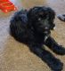 Aussie Doodles Puppies for sale in Scarbro, WV 25917, USA. price: $2,000