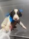 Aussie Doodles Puppies for sale in Saraland, AL, USA. price: NA