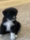 Aussie Doodles Puppies for sale in Haslet, TX, USA. price: NA