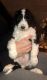 Aussie Doodles Puppies for sale in Leechburg, PA 15656, USA. price: NA