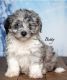 Aussie Doodles Puppies for sale in North Adams, MI 49262, USA. price: NA