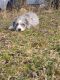 Aussie Doodles Puppies for sale in Wooster, OH 44691, USA. price: NA