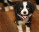 Aussie Doodles Puppies for sale in Fresno, CA, USA. price: $550