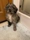 Aussie Doodles Puppies for sale in Finlayson, MN 55735, USA. price: $2,000