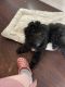 Aussie Doodles Puppies for sale in Little Elm, TX, USA. price: NA