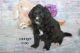 Aussie Doodles Puppies for sale in Clare, MI 48617, USA. price: NA