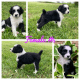 Aussie Doodles Puppies for sale in Quebeck, TN 38579, USA. price: NA