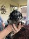 Aussie Doodles Puppies for sale in Ashland, KY, USA. price: $1,000