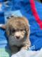 Aussie Doodles Puppies for sale in Tennessee Colony, TX 75861, USA. price: NA