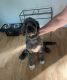 Aussie Doodles Puppies for sale in Toms River, NJ, USA. price: $650