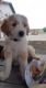 Aussie Doodles Puppies for sale in Fargo, ND, USA. price: NA