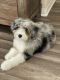 Aussie Doodles Puppies for sale in Pflugerville, TX, USA. price: NA