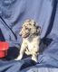 Aussie Doodles Puppies for sale in Mt Pleasant, MI 48858, USA. price: NA