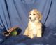Aussie Doodles Puppies for sale in Mt Pleasant, MI 48858, USA. price: NA
