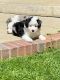 Aussie Doodles Puppies for sale in Covina, CA, USA. price: NA