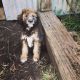 Aussie Doodles Puppies for sale in Orofino, ID 83544, USA. price: NA