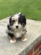 Aussie Doodles Puppies for sale in Ewing, KY 41039, USA. price: NA