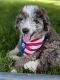 Aussie Doodles Puppies for sale in Wheaton, MO, USA. price: NA