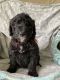 Aussie Doodles Puppies for sale in Scio, OR 97374, USA. price: $2,500