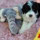 Aussie Doodles Puppies for sale in Fairfield, CA, USA. price: NA