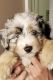 Aussie Doodles Puppies for sale in Louisburg, KS 66053, USA. price: $1,995