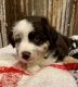 Aussie Doodles Puppies for sale in Louisburg, KS 66053, USA. price: NA
