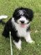 Aussie Doodles Puppies for sale in St Peters, MO, USA. price: NA