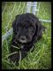 Aussie Doodles Puppies for sale in Maryville, MO 64468, USA. price: NA