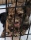 Aussie Doodles Puppies for sale in New Bern, NC, USA. price: NA