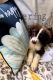 Aussie Poo Puppies for sale in Bracken County, KY, USA. price: NA