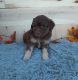 Aussie Poo Puppies for sale in Reading, MI 49274, USA. price: NA