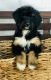 Aussie Poo Puppies for sale in Cincinnati, OH, USA. price: NA