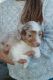 Aussie Poo Puppies for sale in Reading, MI 49274, USA. price: NA