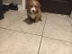 Aussie Poo Puppies for sale in Grand Rapids, MI, USA. price: NA